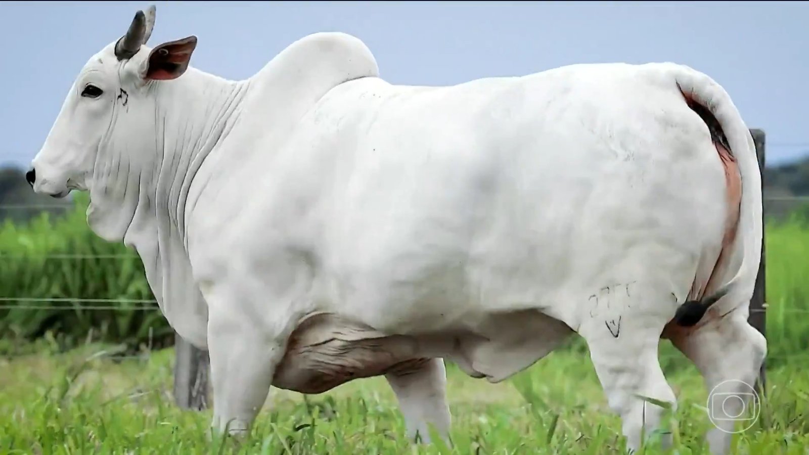 Uma vaca no Mato Grosso produziu 724 oócitos