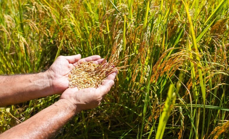 Arroz orgânico do MST em Viamão Celso Tavares / g1
