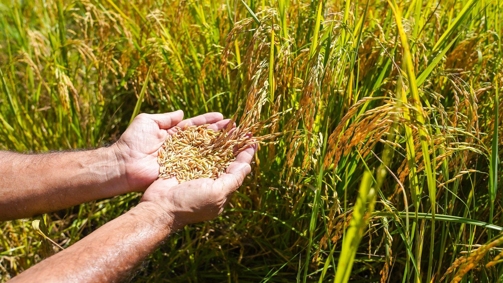Arroz orgânico do MST em Viamão Celso Tavares / g1