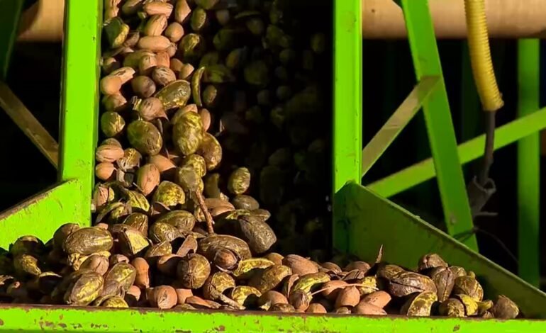 O Rio Grande do Sul deve registrar uma safra recorde