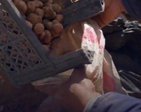 Caçadores de trufas arriscam a vida em meio