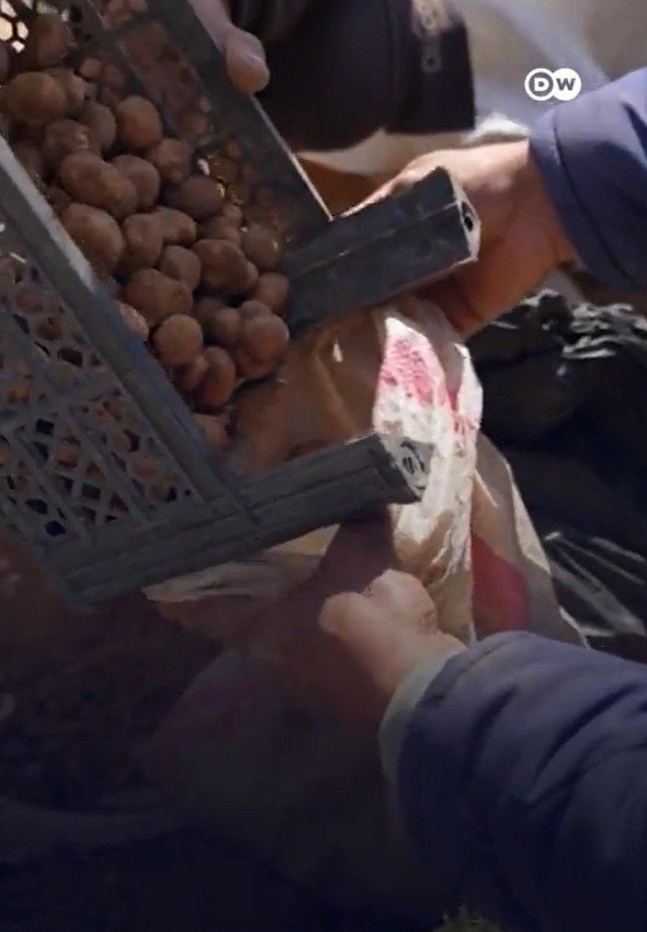 Caçadores de trufas arriscam a vida em meio