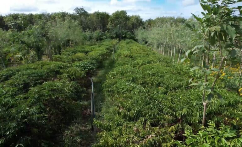 Café agroecológico do espírito santo cresce com sustentabili