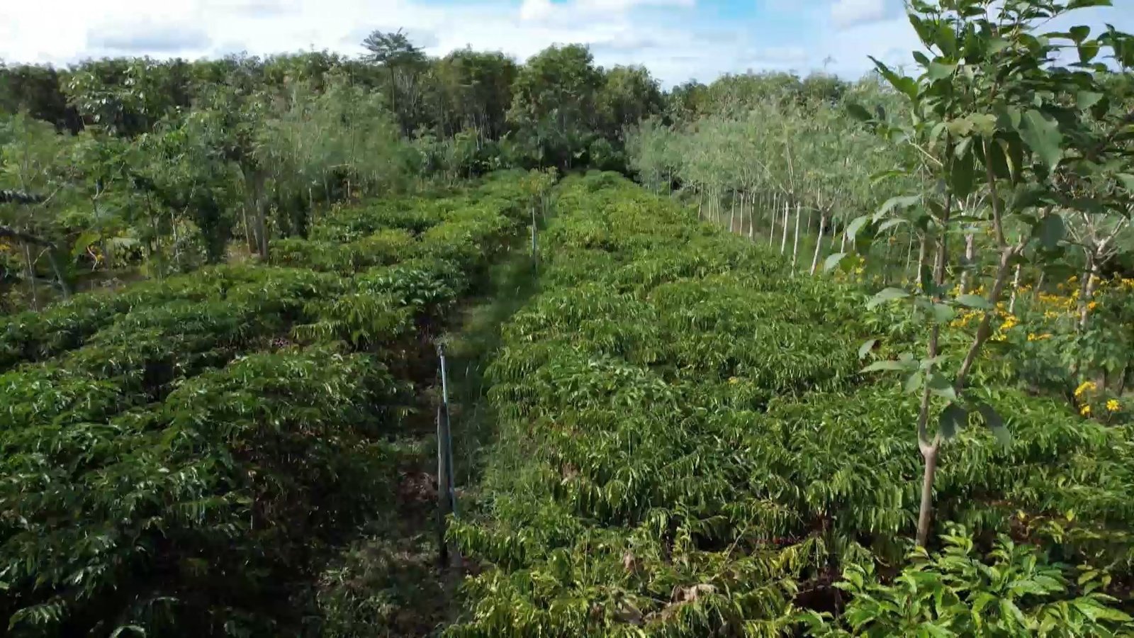 Café agroecológico do espírito santo cresce com sustentabili