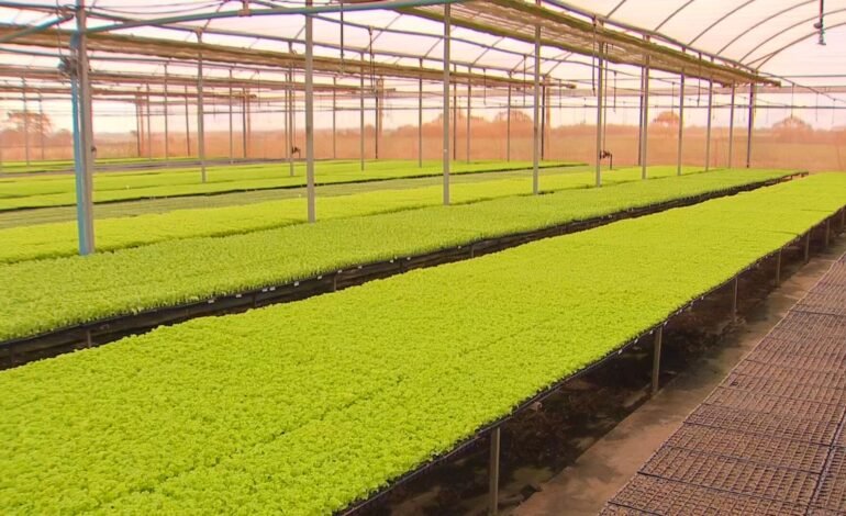 Produtores rurais de Jales e Jaci, no interior de São