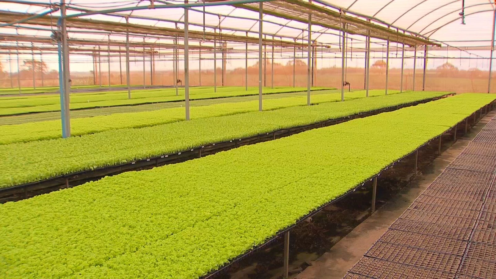 Produtores rurais de Jales e Jaci, no interior de São