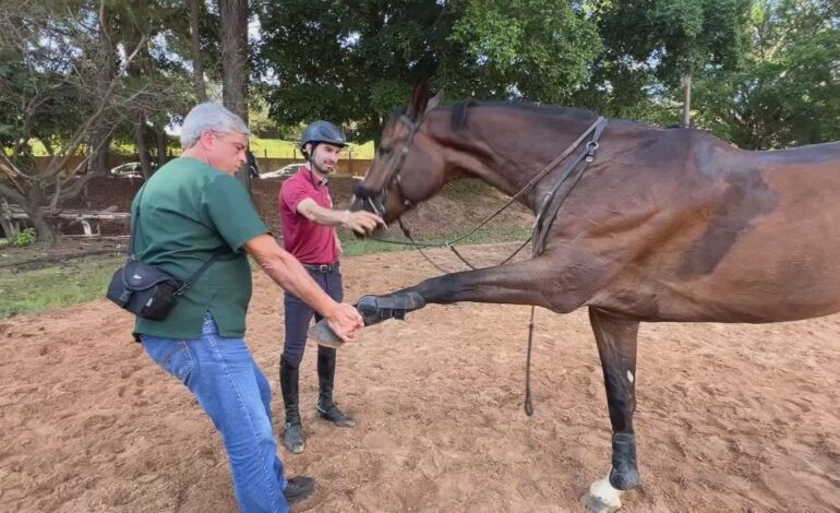 Um cavalo atleta de quatro anos voltou a treinar em