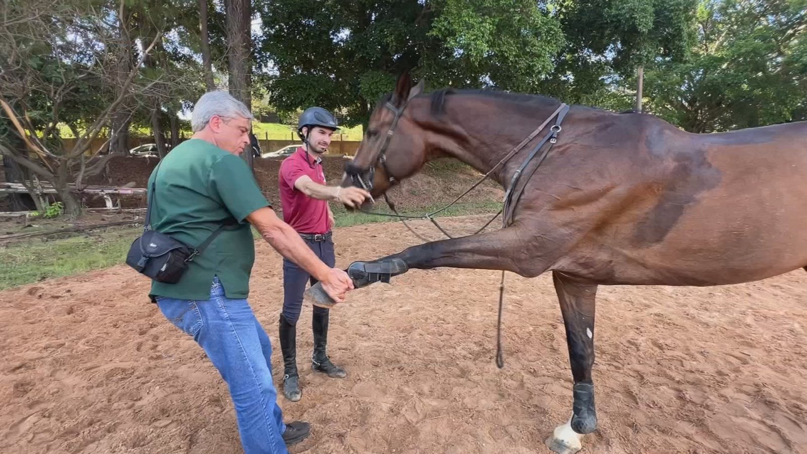 Um cavalo atleta de quatro anos voltou a treinar em