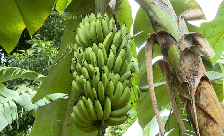 Uma nova variedade de banana, chamada Ambrosia, começou