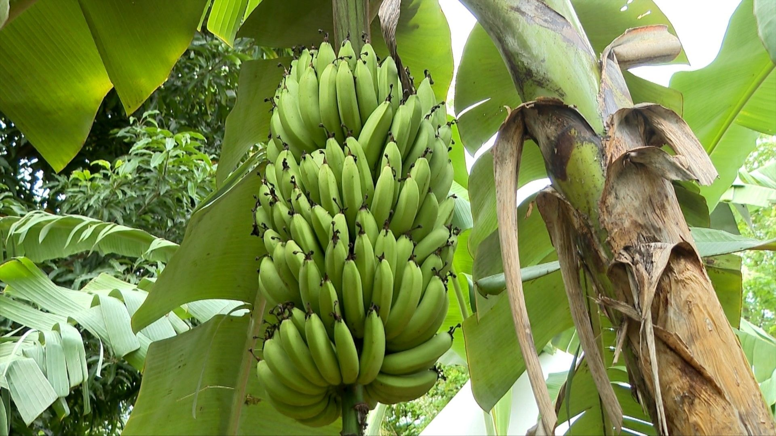 Uma nova variedade de banana, chamada Ambrosia, começou