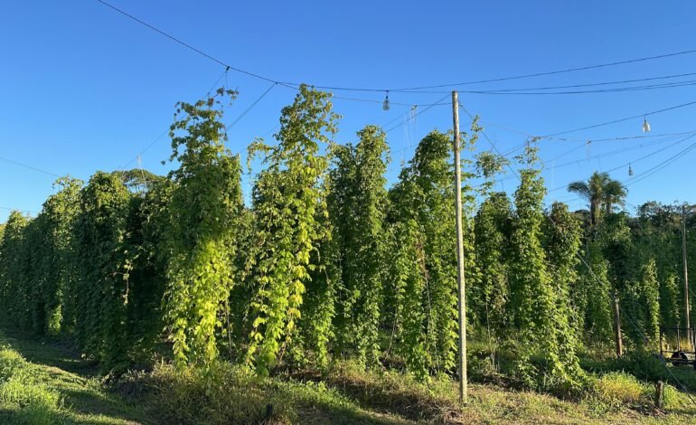 Produtores interessados em cultivar lúpulo no Brasil podem