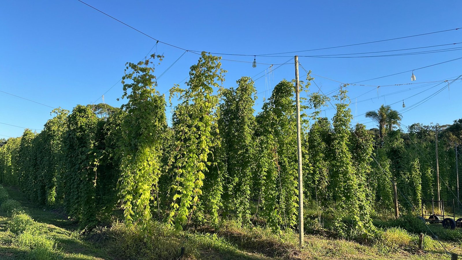 Produtores interessados em cultivar lúpulo no Brasil podem