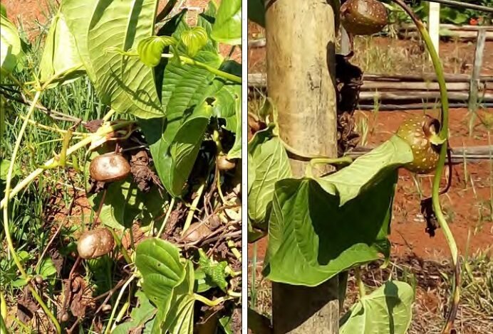 Epamig divulga cartilha sobre cultivo e manejo do cará