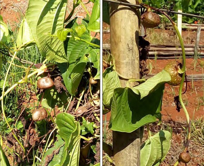 Epamig divulga cartilha sobre cultivo e manejo do cará