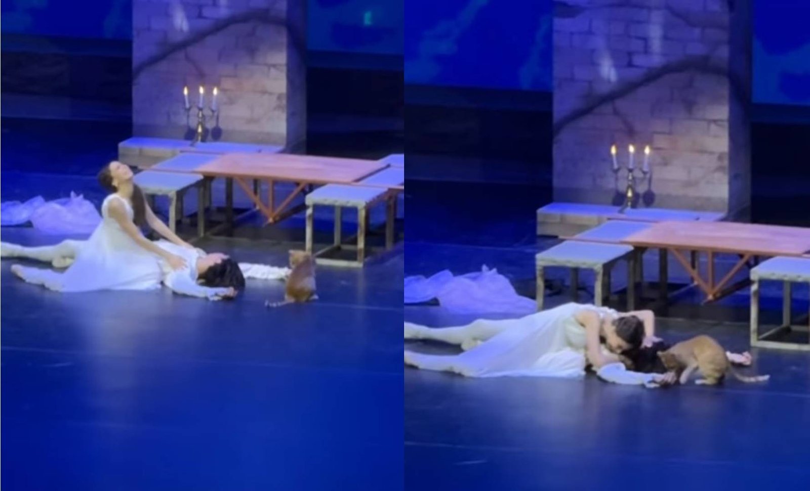 Um gato invadiu o palco e interrompeu a apresentação do