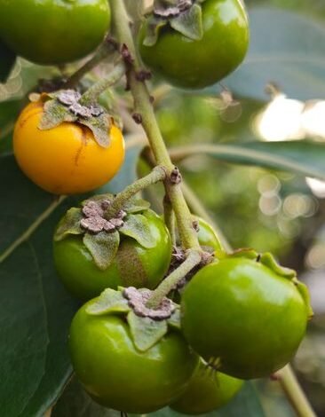 O figo não é uma fruta nem uma planta carnívora