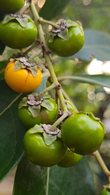 O figo não é uma fruta nem uma planta carnívora