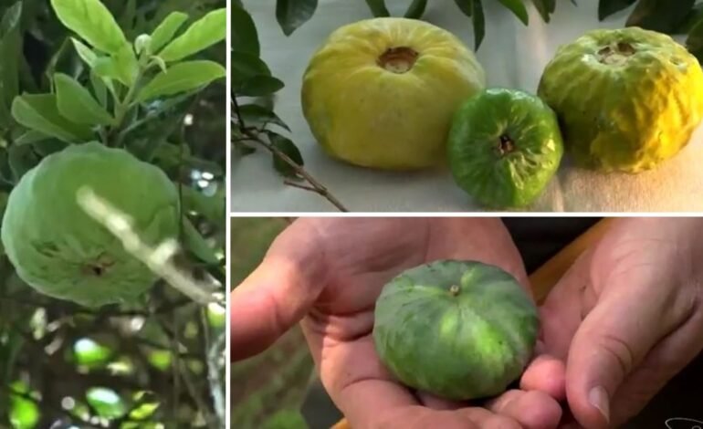 A gabiroba gigante é uma fruta endêmica da Mata Atlântica