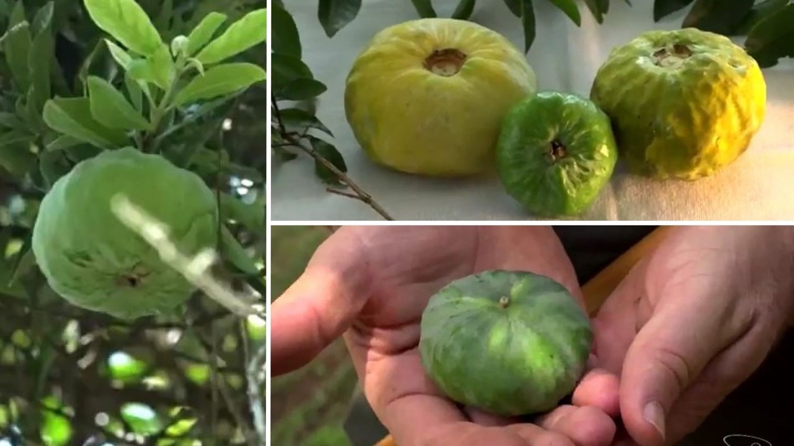 A gabiroba gigante é uma fruta endêmica da Mata Atlântica